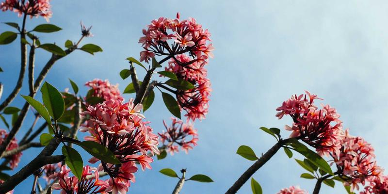 二手商品交易指南：如何安全高效地盘活闲置物品价值