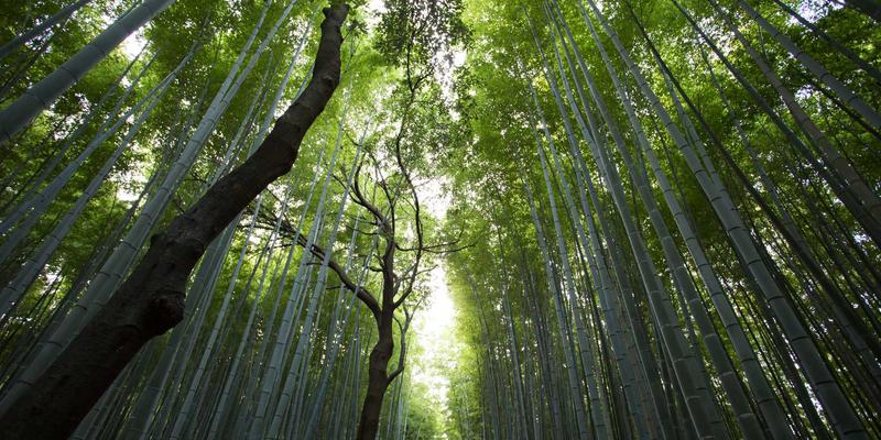 二手图书增值秘籍：在中古商店与闲置流转中发现绝版书、签名本与初版的价值